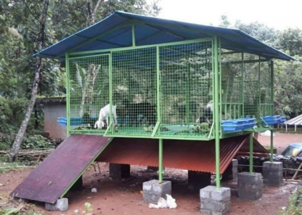 Desain Kandang Kambing Tinggi